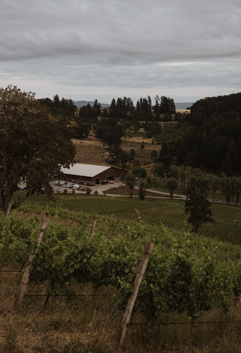 Vineyard landscape with rolling hills, trees, and a barn under a cloudy sky.