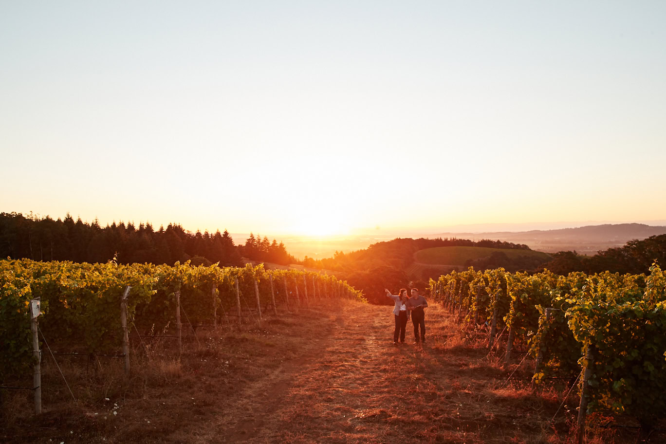 Vineyard at sunset with two people walking among grapevines.