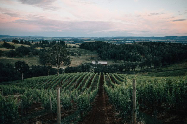 Vineyard landscape with rows of grapevines and distant hills under a cloudy sky.