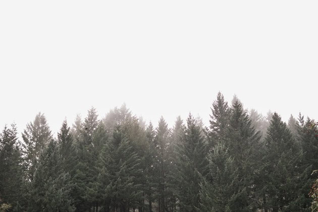 Dense forest with tall pine trees under a foggy sky during daytime.